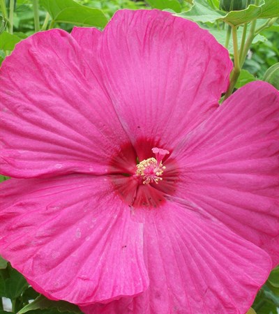 Rose Mallow Luna Rose
